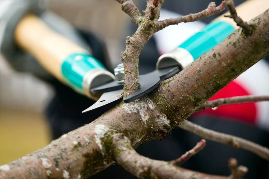 Certified arborist pruning a large oak tree during winter in Birmingham, Alabama