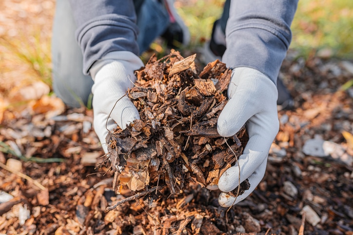 Mulching the tree trunk