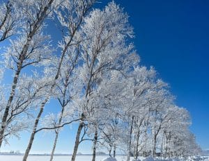 Winter Tree Inspections in Alabama: How to Spot Hidden Hazards Before Spring Storms