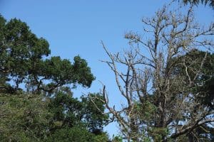Uneven, bare trees in early spring
