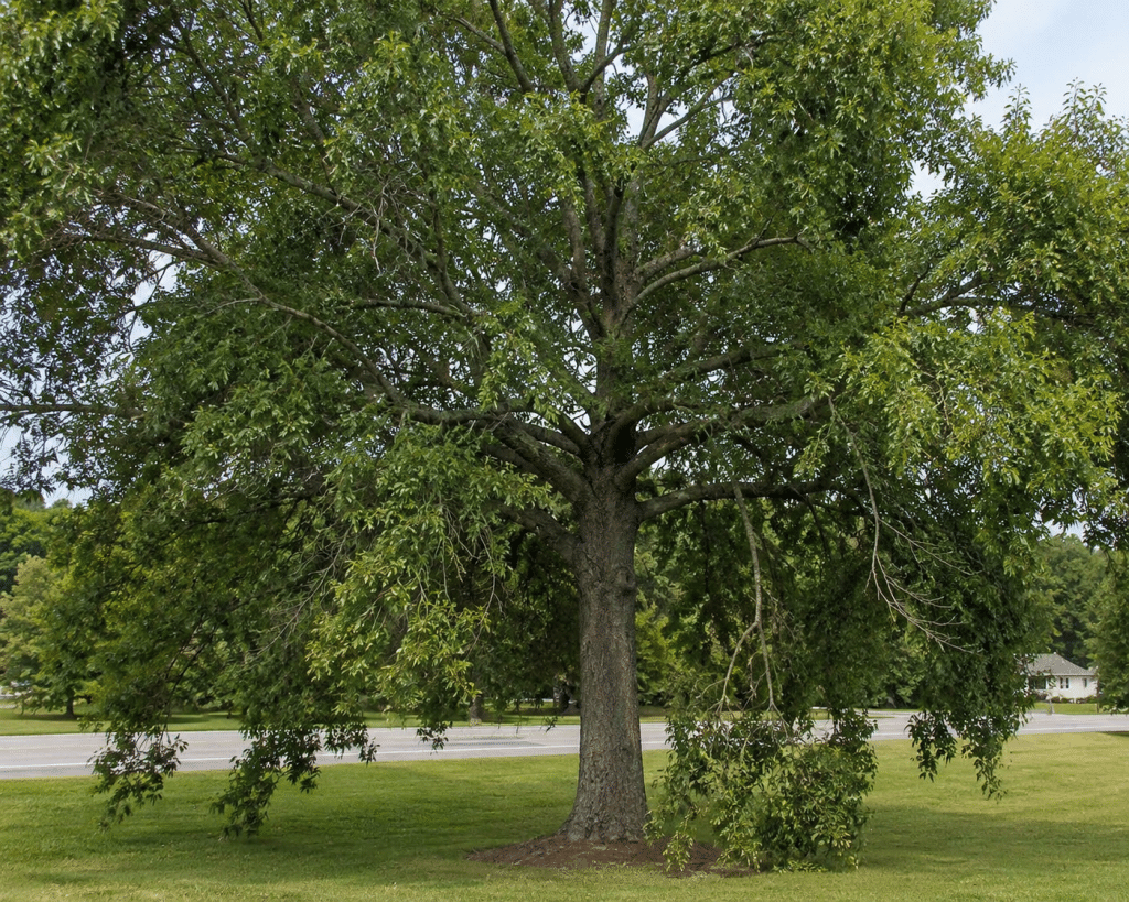 branches dropping alabama