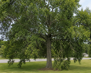branches dropping alabama