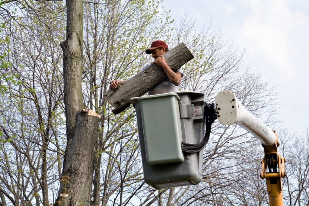 A tree service working using a crane removing a piece of a tree while in a