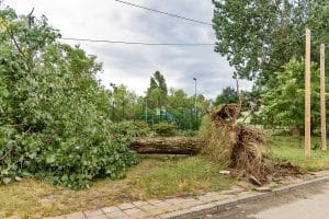 Large storm-damaged tree with a split trunk and broken branches fallen across the front yard of a brick house, with scattered leaves and debris surrounding the tree.