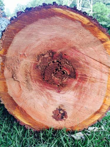 Birmingham dead tree cutting removal